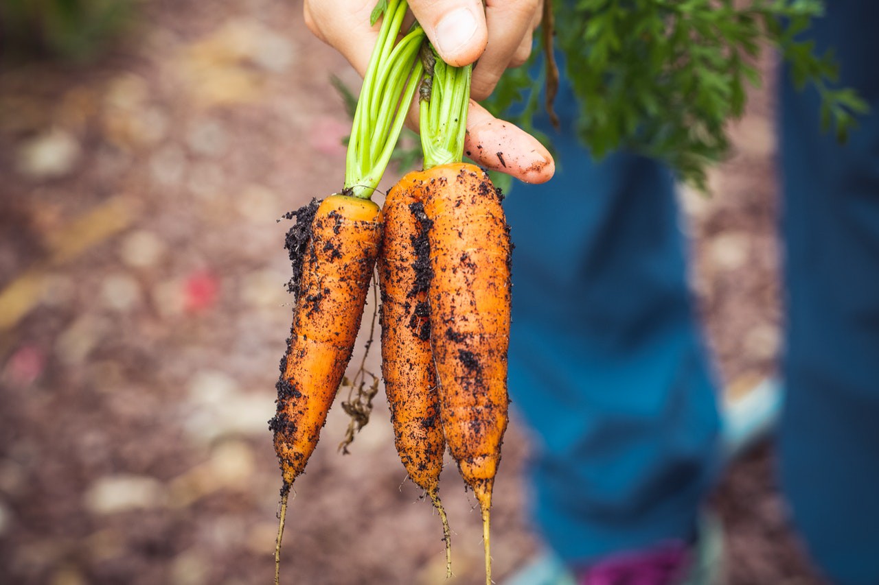 What Are the Advantages and Disadvantages of Gardening?