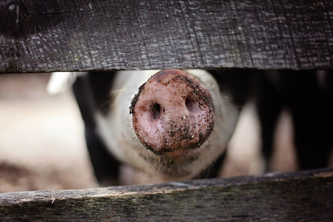 Advantages and Disadvantages of Xenotransplantation