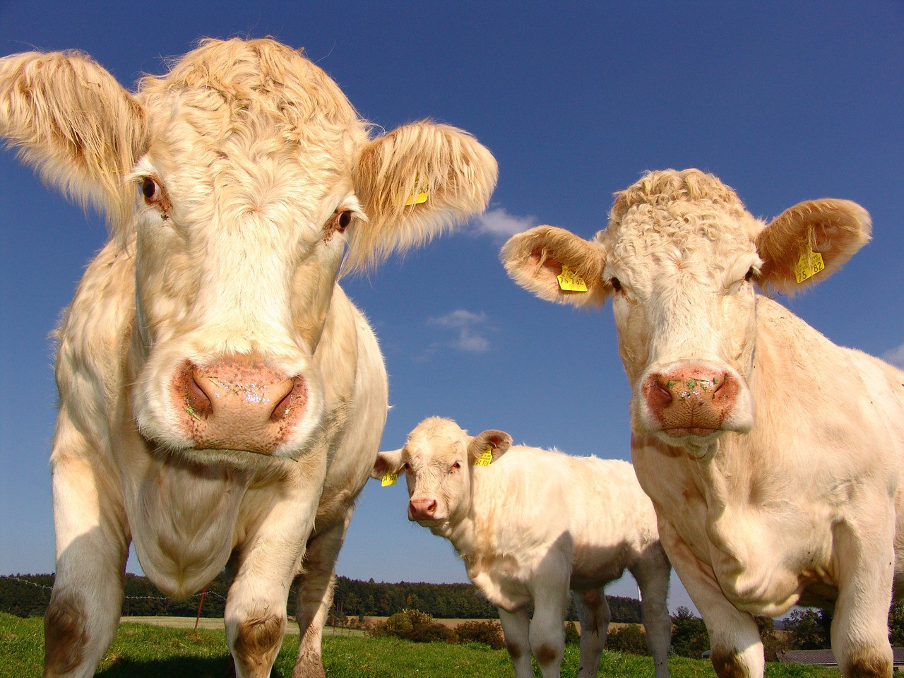 What are the Advantages and Disadvantages of Skim Milk? Is Skim Milk (Skimmed Milk) Bad for You?